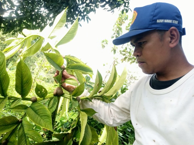 MASUK MASA RIPAH: Warsito menunjukkan katak hasil dari lahan pembibitan porang Lestari yang dikekola kelompoknya. (ISTIMEWA)