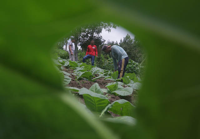 MENGUNTUNGKAN: Petani di Bodag, Kare, sedang merawat tanaman tembakaunya kemarin (10/5). (R. BAGUS RAHADI/RADAR MADIUN)