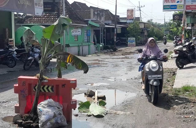 MENGANGA: Seorang pengendara bermotor menghindari lubang jalan di Desa Pojok, Kwadungan, yang ditanami pohon pisang, kemarin. (ASEP SYAEFUL BACHRI/JAWA POS RADAR NGAWI)