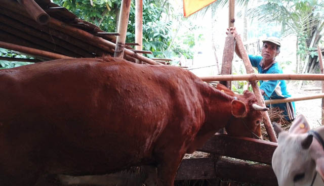 Ilustrasi peternak merawat hewan ternaknya (NUR CAHYONO/RADAR PACITAN)