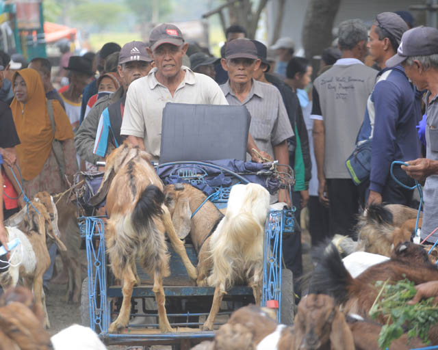 BANYAK DICARI : Tingginya permintaan hewan kurban menjelang hari raya Idul Adha membuat pasar hewan ramai pembeli dan pedagang. (AJI PUTRA/JAWA POS RADAR PONOROGO)