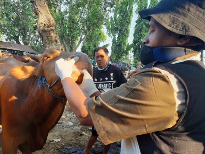 JELANG IDUL ADHA: Tim dokter Dinas Perikanan dan Peternakan Ngawi mengecek kesehatan ternak di Pasar Legi kemarin (14/6). (ASEP SYAEFUL BACHRI/JAWA POS RADAR NGAWI)