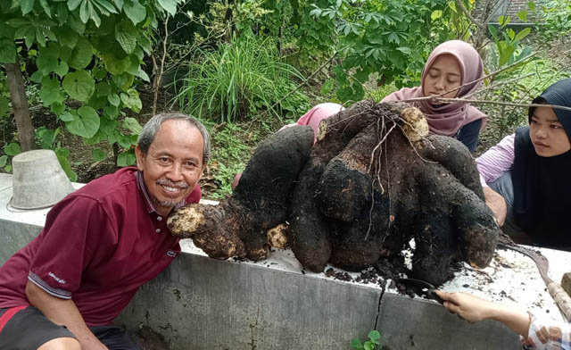 UWI MANALAGI: Sutejo bersama anak-anak asuhnya saat panen Uwi yang ditanam sepuluh bulan lalu di kebunnya Perumahan Tajug, Siman. (ISTIMEWA)