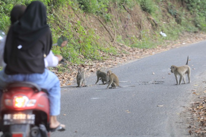 BUKAN KERA JADI-JADIAN: Monyet turun ke kawasan Telaga Ngebel dua bulan belakangan, diperkirakan stok makanan di hutan mulai menipis. (AJI PUTRA/RADAR PONOROGO)