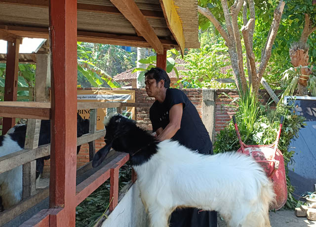 LEBIH AMAN: Wabah LSD dan PMK yang menyerang sapi membuat calon pekurban mengalihkan buruannya ke kambing.  (NUR CAHYONO/JAWA POS RADAR PACITAN)