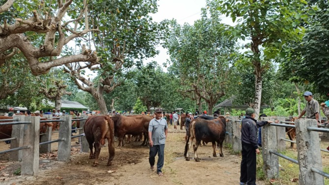 HARUS SEHAT: Suasana Pasar Hewan Mentoro Pacitan pada hari pasar pekan lalu. Jelang Idul Adha, lalu lintas hewan ternak diperketat. (NUR CAHYONO/RADAR PACITAN)