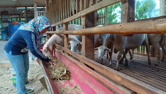 TELATEN: Diana Rendrarini sedang memeriksa domba ternaknya yang mencapai 100 ekor. (NUR CAHYONO/RADAR PACITAN)