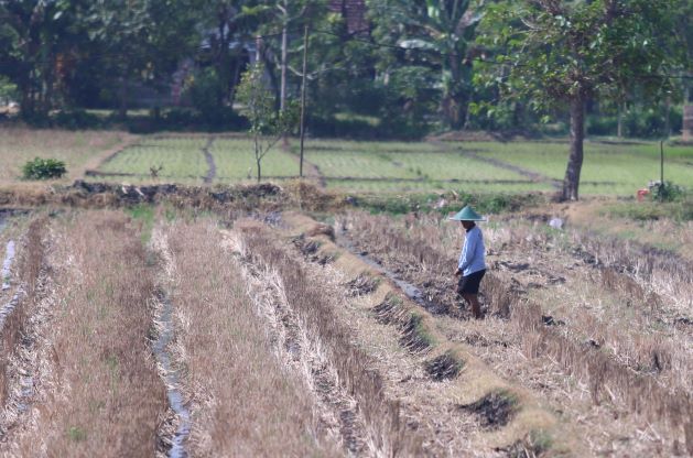 ANCAMAN KEKERINGAN: Petani di Desa Garon, Kecamatan Balerejo, sedang memupuk tanaman padinya. (BAGUS RAHADI/RADAR CARUBAN)