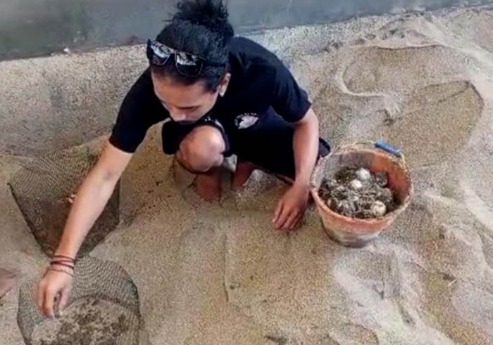 KONSERVASI: Seorang anggota Sahabat Penyu Pacitan menyelamatkan telur penyu untuk dipindahkan di tempat penetasan buatan Jumat (16/6) lalu. (ISTIMEWA)