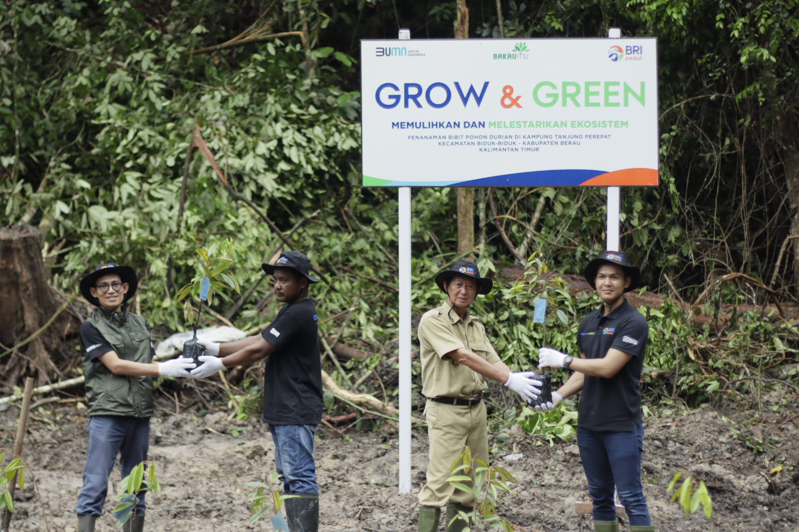 BRI Peduli Grow & Green melakukan penanaman 2.500 bibit durian di Berau, Kalimantan Timur
