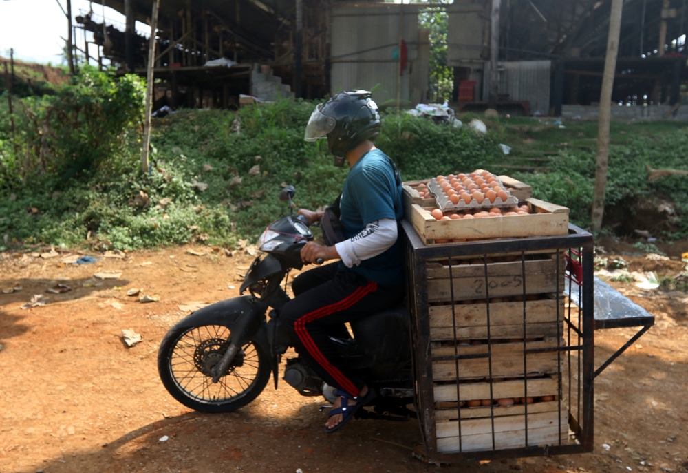 BERTAHAN TINGGI: Salah seorang pedagang mengambil telur langsung dari kandang peternak di Kecamatan Wagir sebelum dijual ke pasar, kemarin (3/7). (Darmono/Radar Malang)  &nbsp;