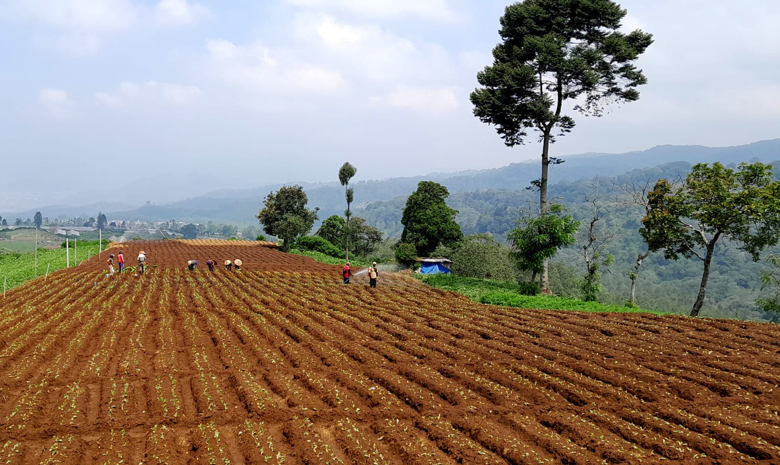 SEJUK: Kawasan persawahan di daerah Sumberbrantas, Bumiaji, Kota Batu.