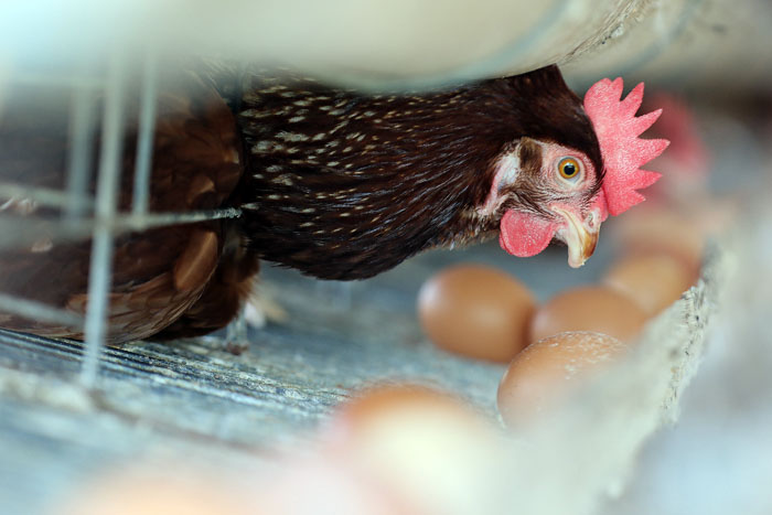 Harga telur dari produsen mulai meningkat. Seperti yang terjadi di peternakan ayam petelur di Desa Mendalanwangi, Kecamatan Wagir.