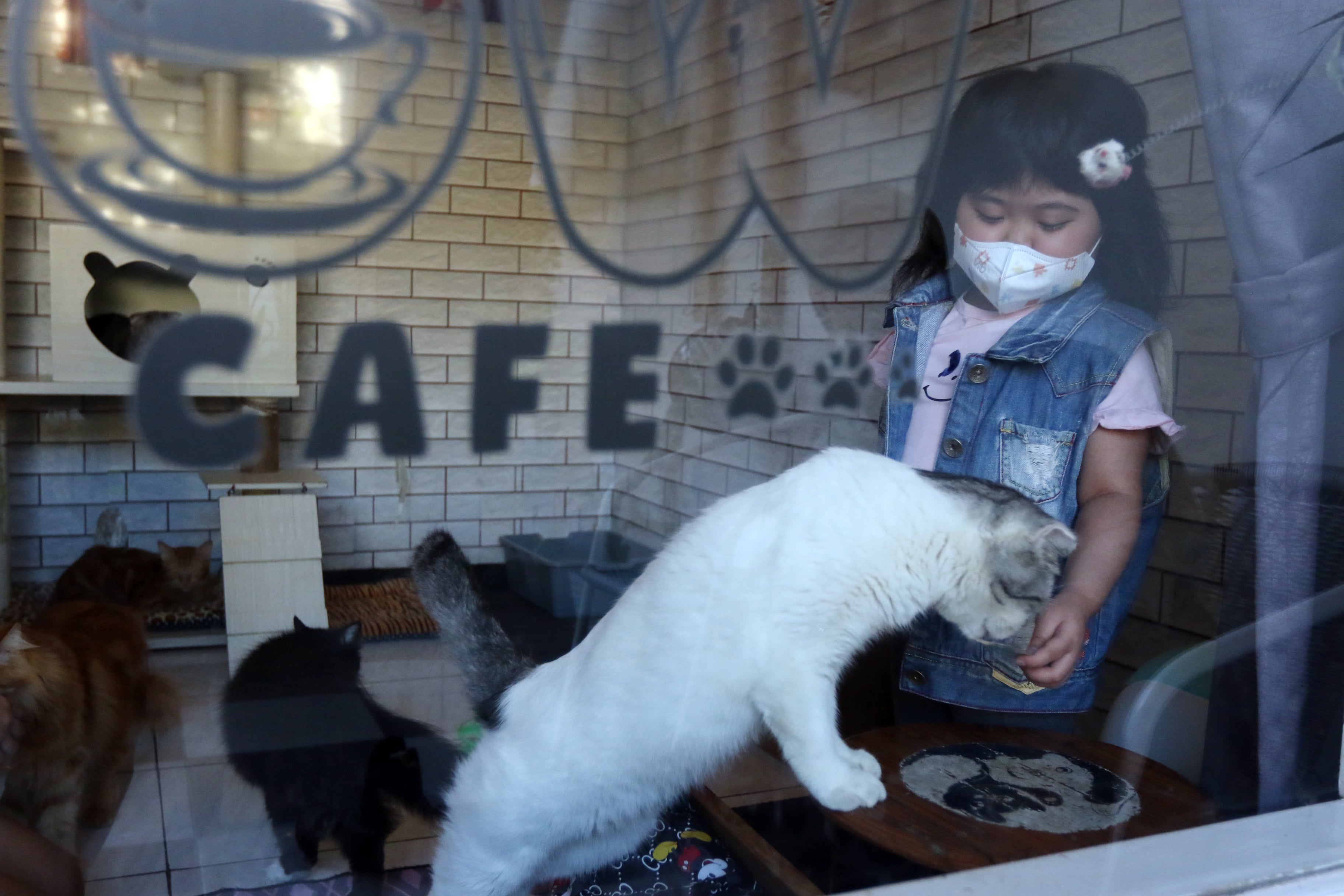 SAYANG HEWAN: Bocah kecil bermain dengan kucing di Meow Cat Cafe, Jalan Sudimoro Manunggal Utara, Kelurahan Mojolangu, Lowokwaru.