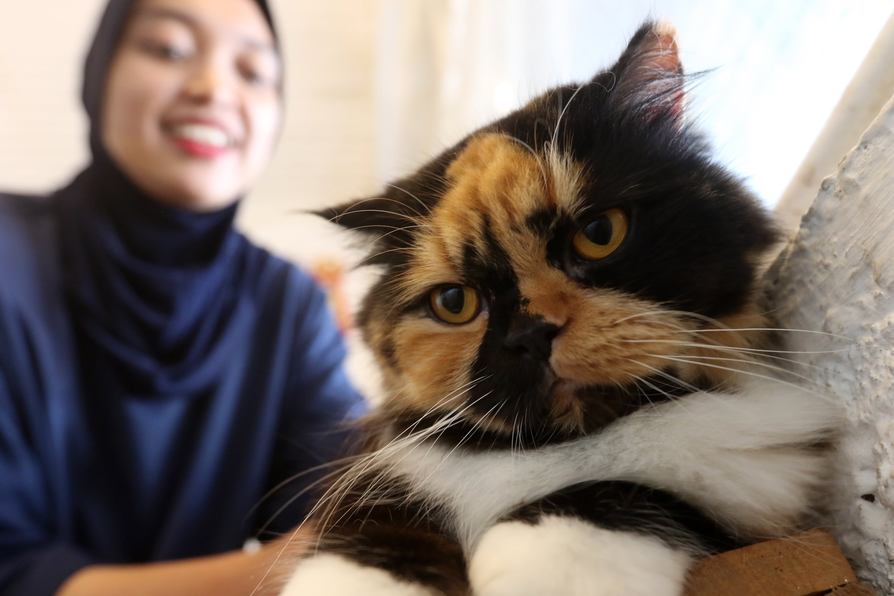 KAFE KUCING: Seorang pengunjung kafe menyempatkan memegang kucing sebelum menikmati menu yang dia pesan.