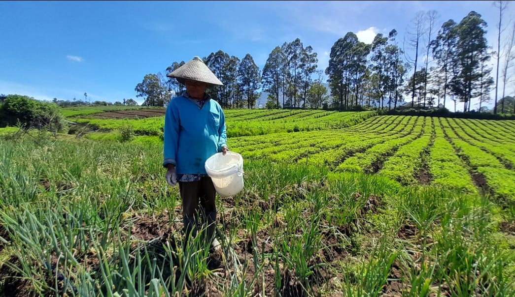 BUTUH REGENERASI: Seorang petani di Kota Batu sedang memupuk tanaman.