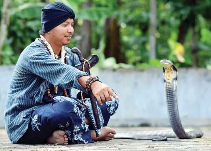 SANG PENAKLUK: Joe Javanese beratraksi dengan King Kobra di Predator Fun Park, Desa Tlekung, Kecamatan Junrejo, Kota Batu.