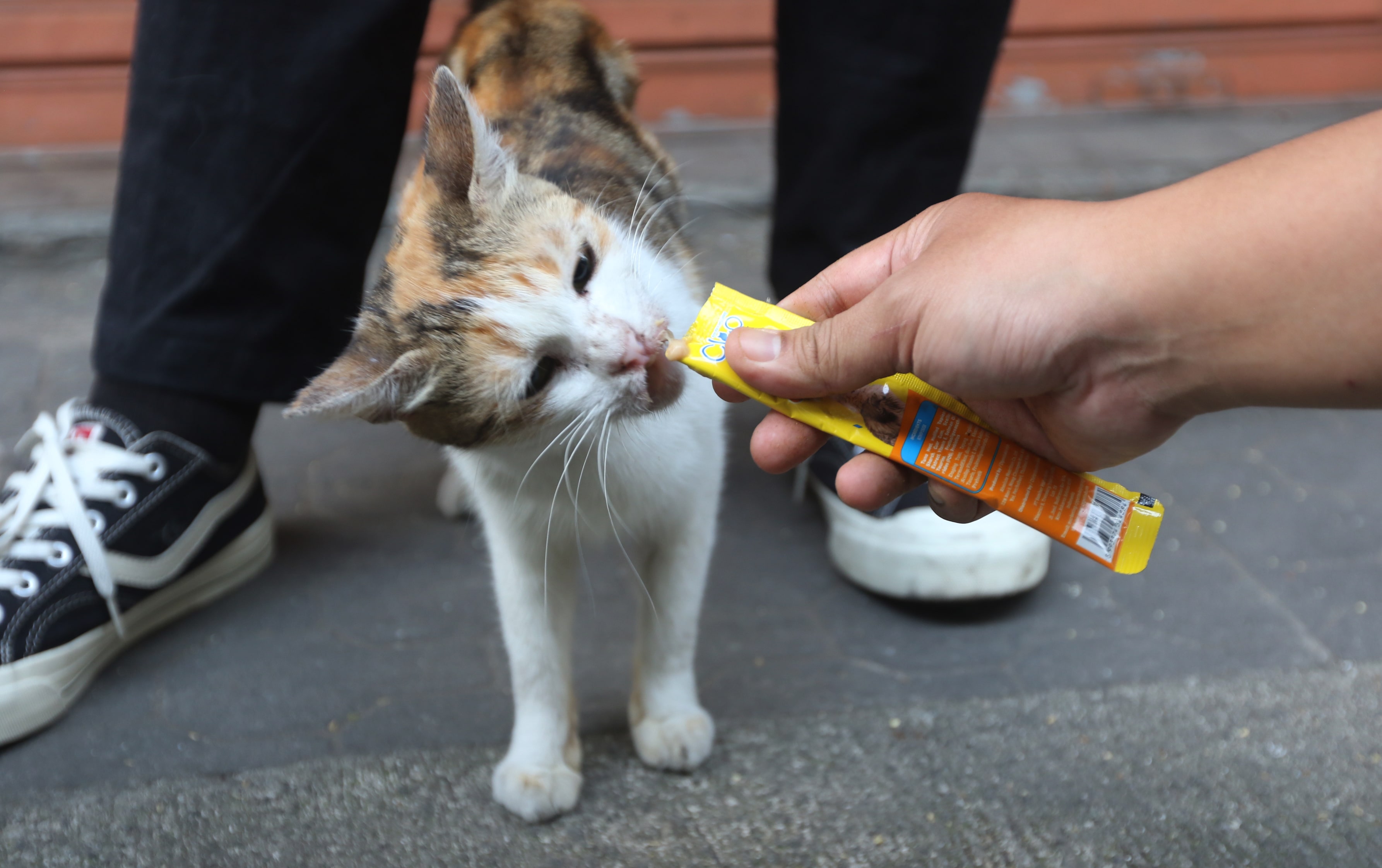 PENCINTA HEWAN: Seorang content creator memberi makan kucing di Pasar Splendid, kemarin (8/8). Bagi-bagi makanan kucing dalam rangka memperingati Hari Kucing Sedunia.
