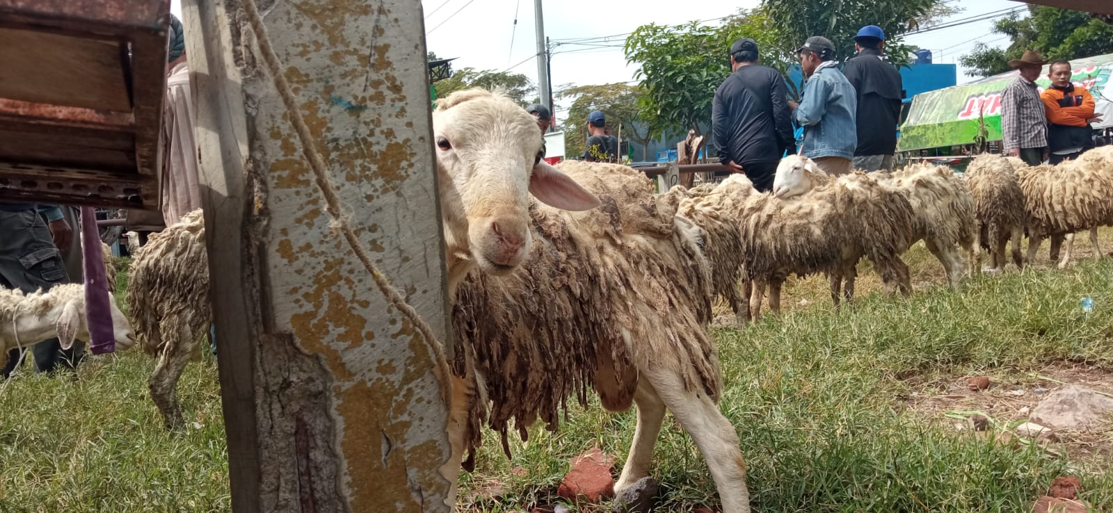 TAK TERAWAT: Pasar Hewan Patok di Kelurahan Sisir Kondisinya semrawut dan banyak ditumbuhi rumput.
