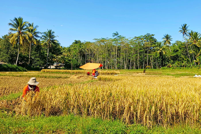 Petani di Desa Sitiarjo, Sumbermanjing Wetan Kabupaten Malang. Mayoritas milenial makin enggan bertani.