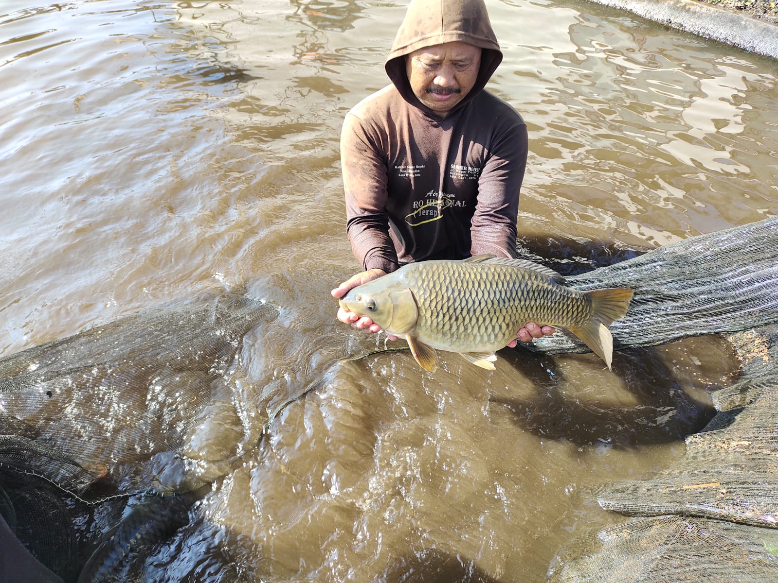 WARNA HITAM: Salah satu ciri khas ikan Tombro Punten adalah bentuk tubuh lebih pendek dan daging lebih tebal.