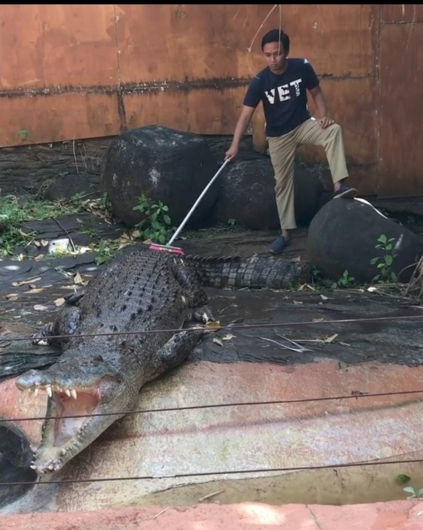 RAWAT BUAYA: Irwanda saat merawat buaya di Jatim Park 2.