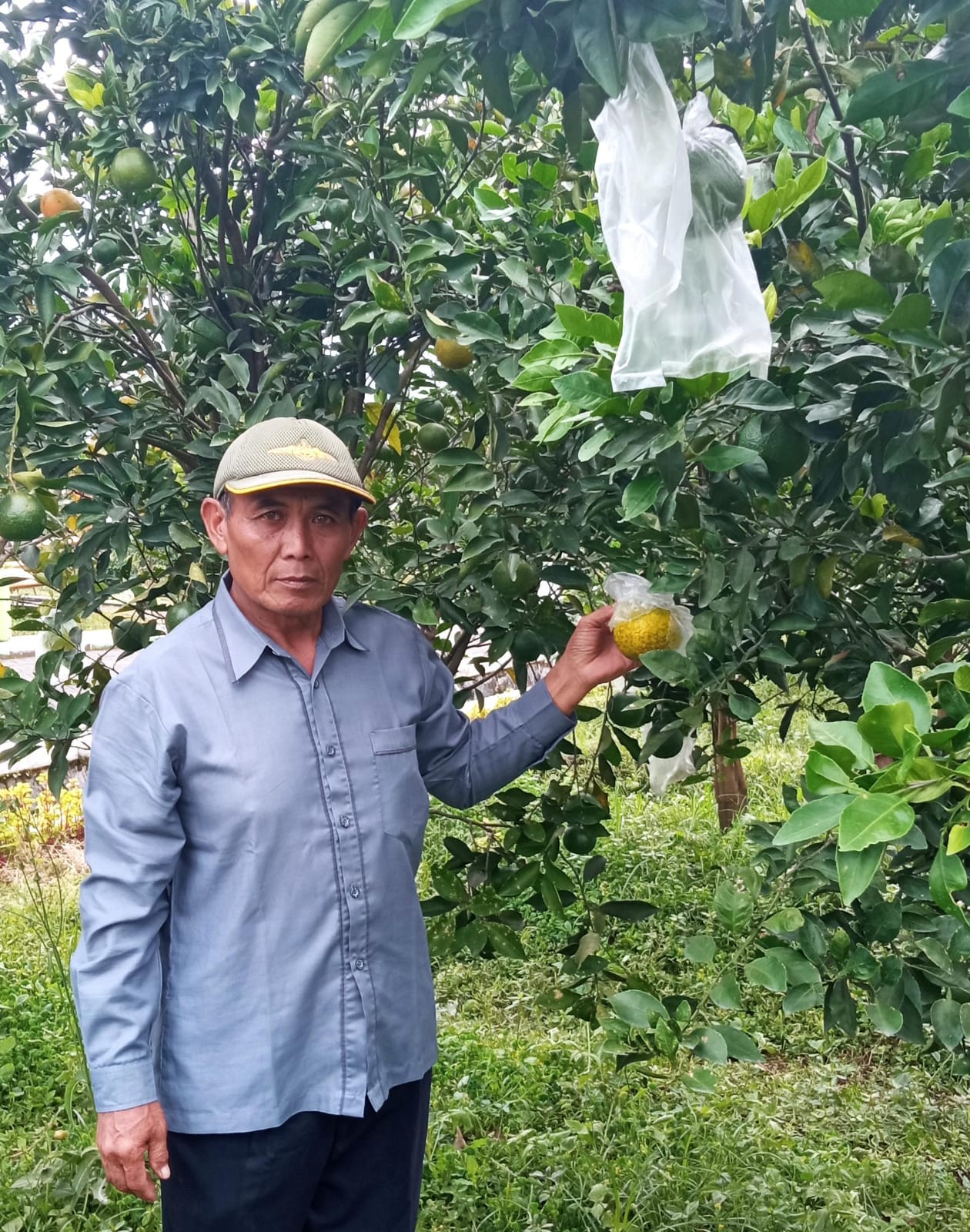 TERDESAK: Jeruk keprok Punten yang merupakan khas Kota Batu tetap dipertahankan.