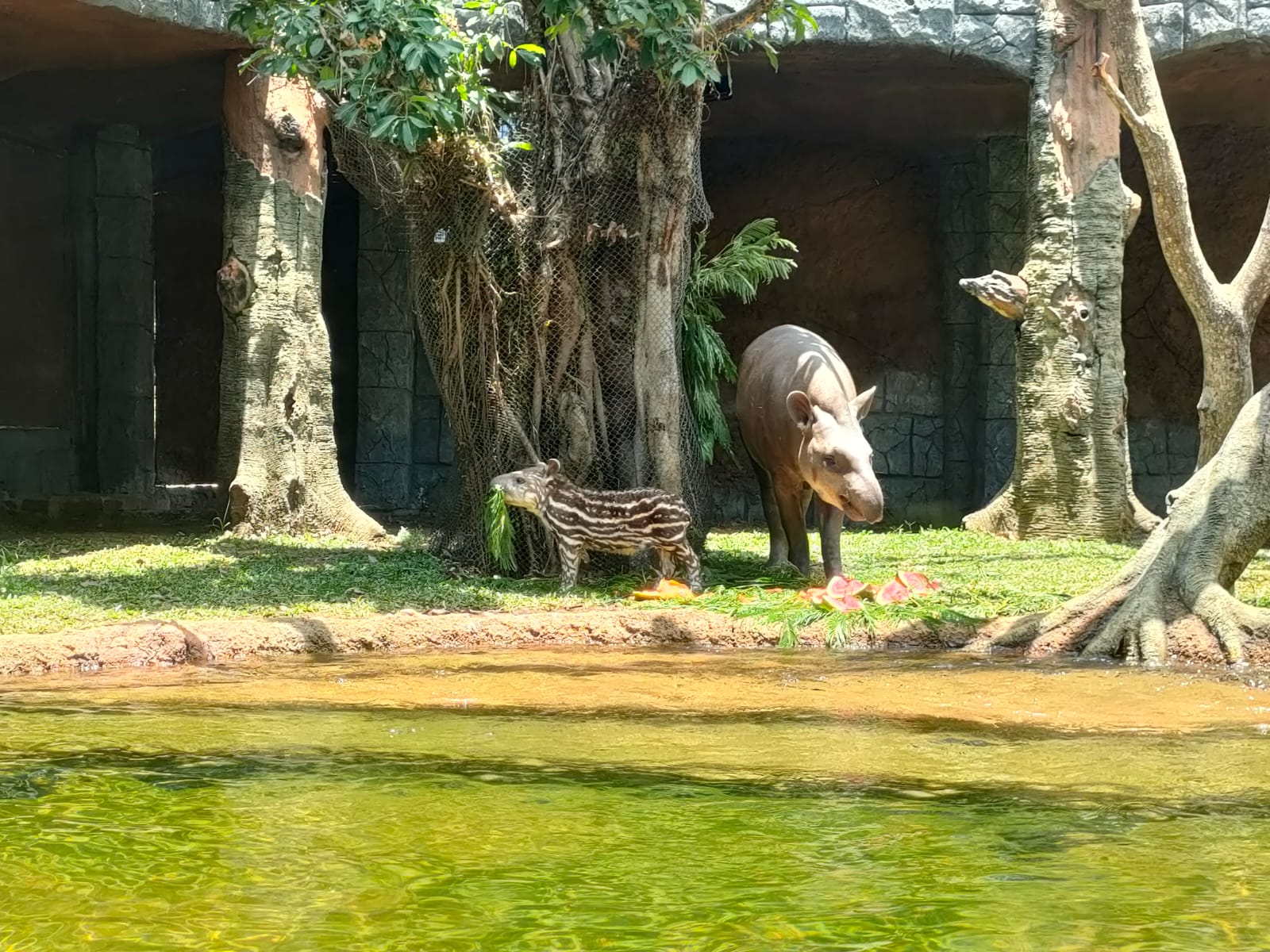 LANGKA: Bayi tapir yang lahir di Jatim Park 2 pada 11 September lalu adalah satu-satunya bayi tapir yang dilahirkan di Indonesia.
