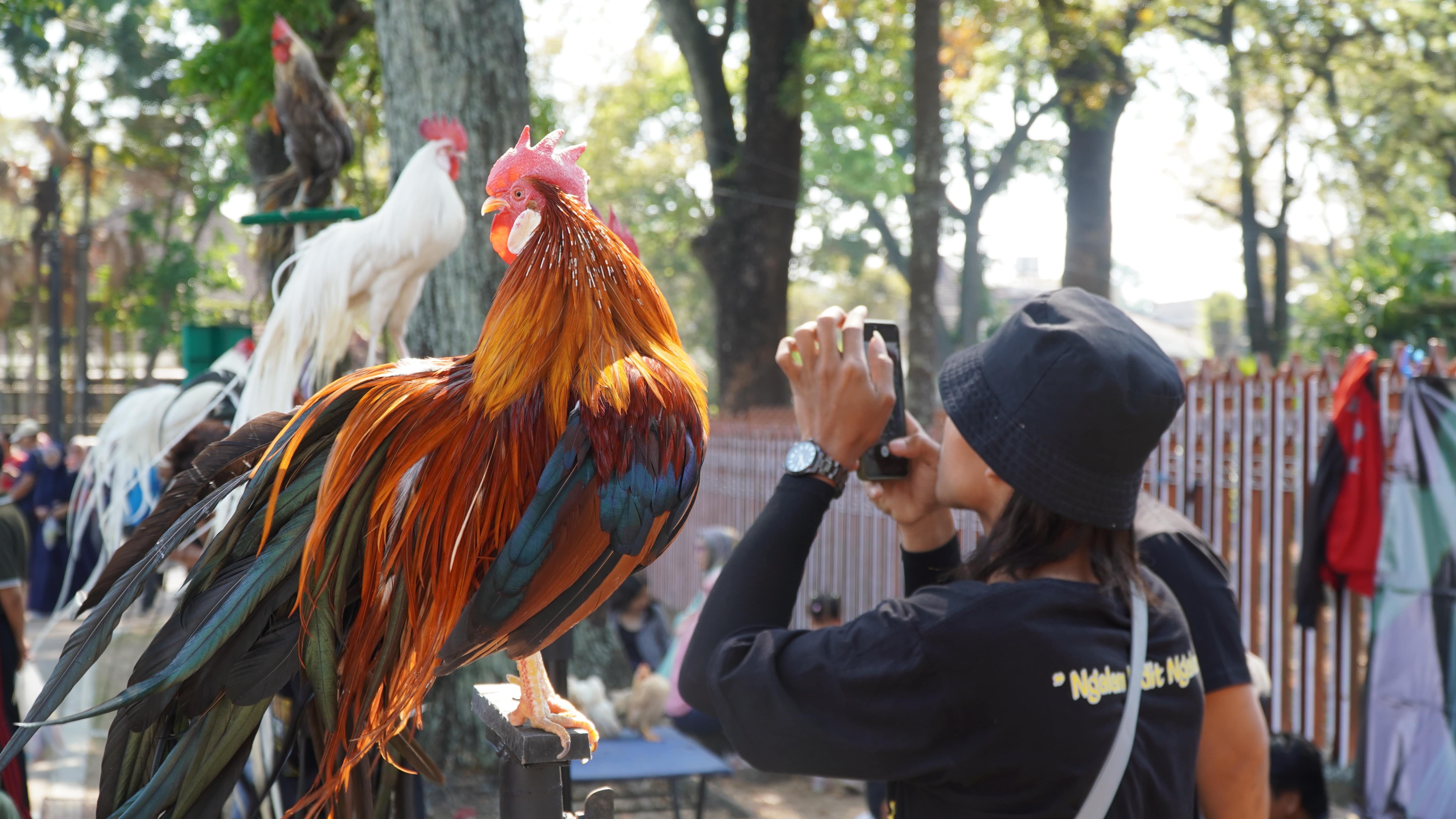 SEDOT PERHATIAN: Seorang pengunjung CFD memotret ayam hias di Jalan Ijen, Kota Malang.