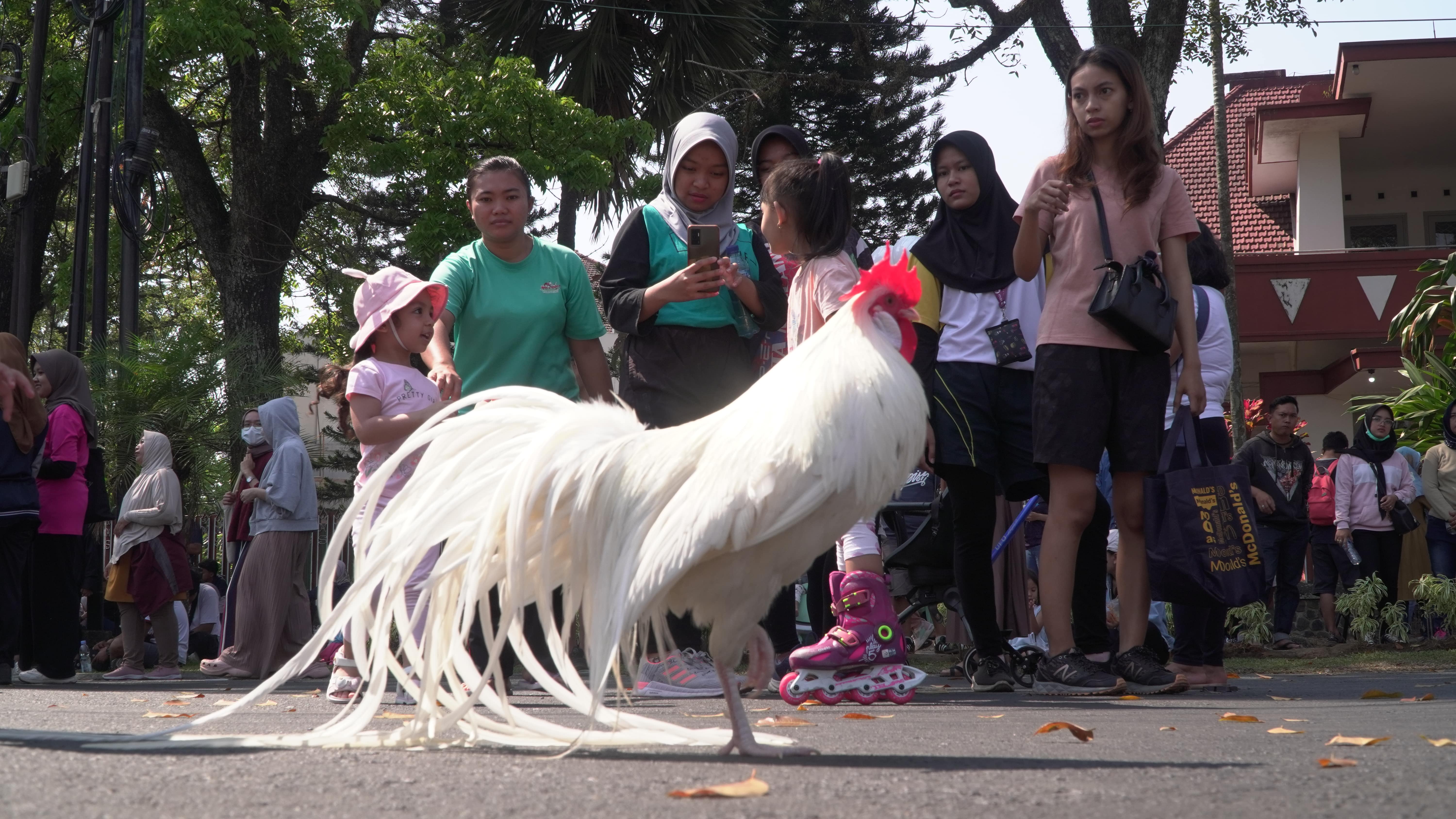 SERING IKUT KONTES: Ayam ekor panjang melintas di antara kerumunan pengunjung.
