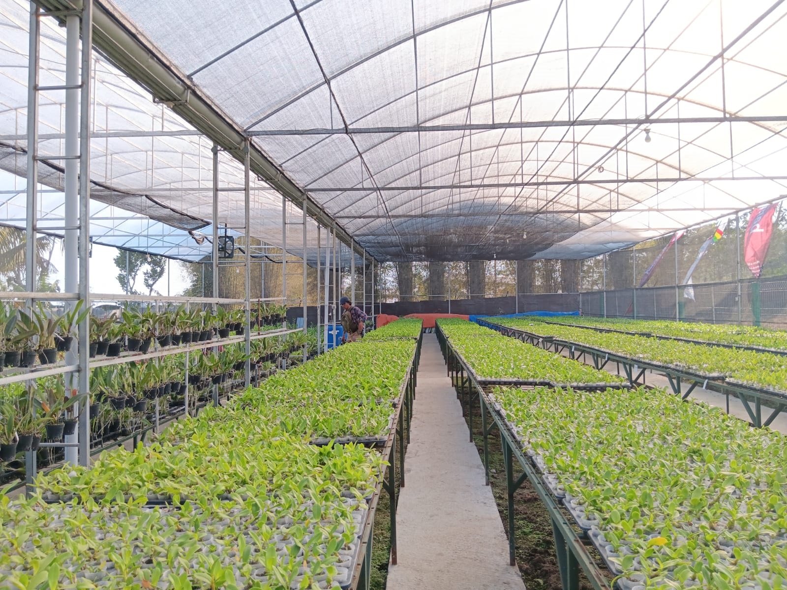 POTENSIAL : Deretan anggrek di green house Griya Anggrek Singosari yang menjadi salah satu unit bisnis BUMDesma Singosari Lkd. (Indah Mei Yunita/Radar Malang)  &nbsp;