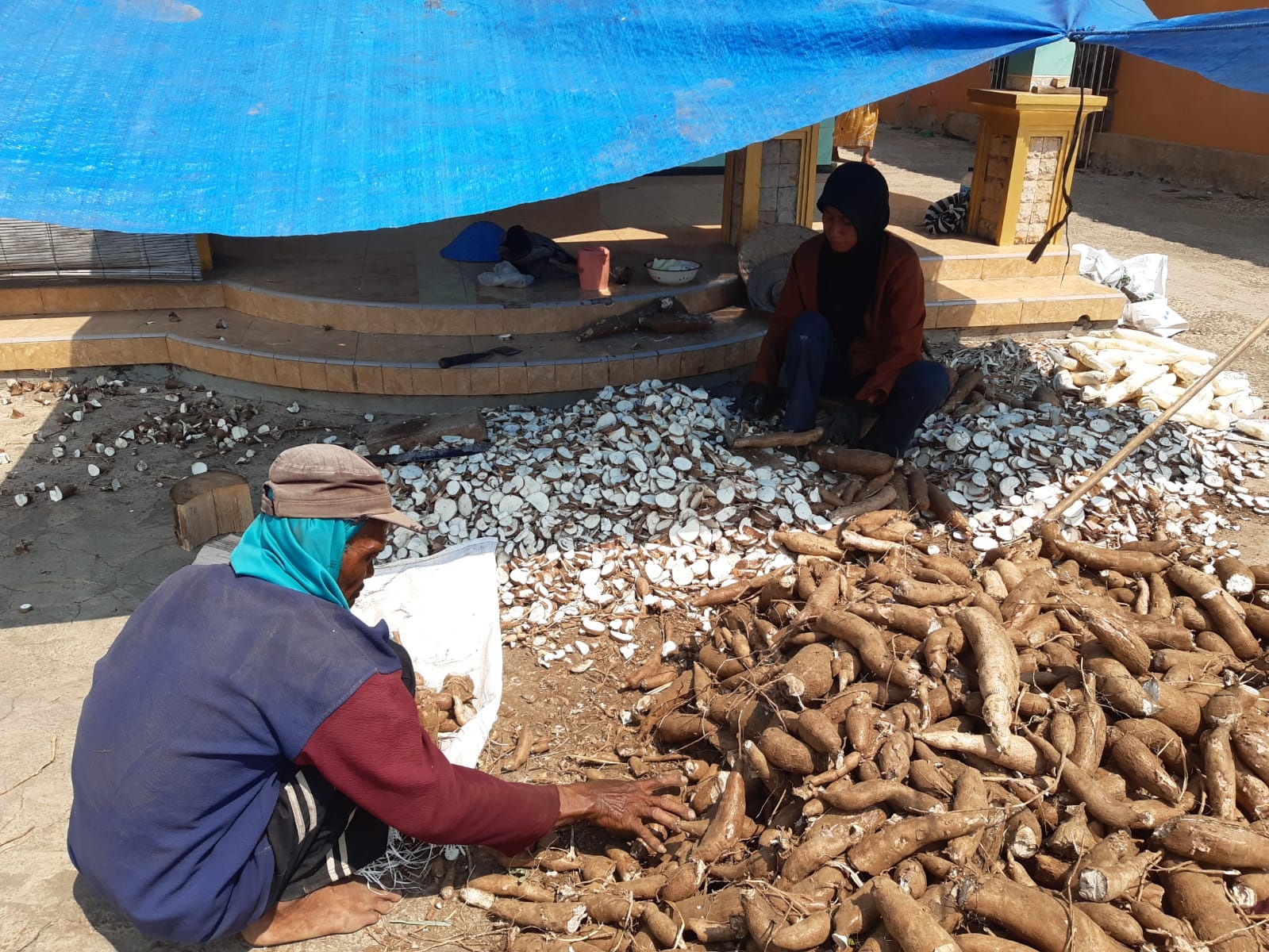 &nbsp;CEPAT GEMUK: Warga mencacah singkong untuk dikeringkan sebelum dijadikan pakan tambahan sapi pedaging. (Danang/Radar Malang)