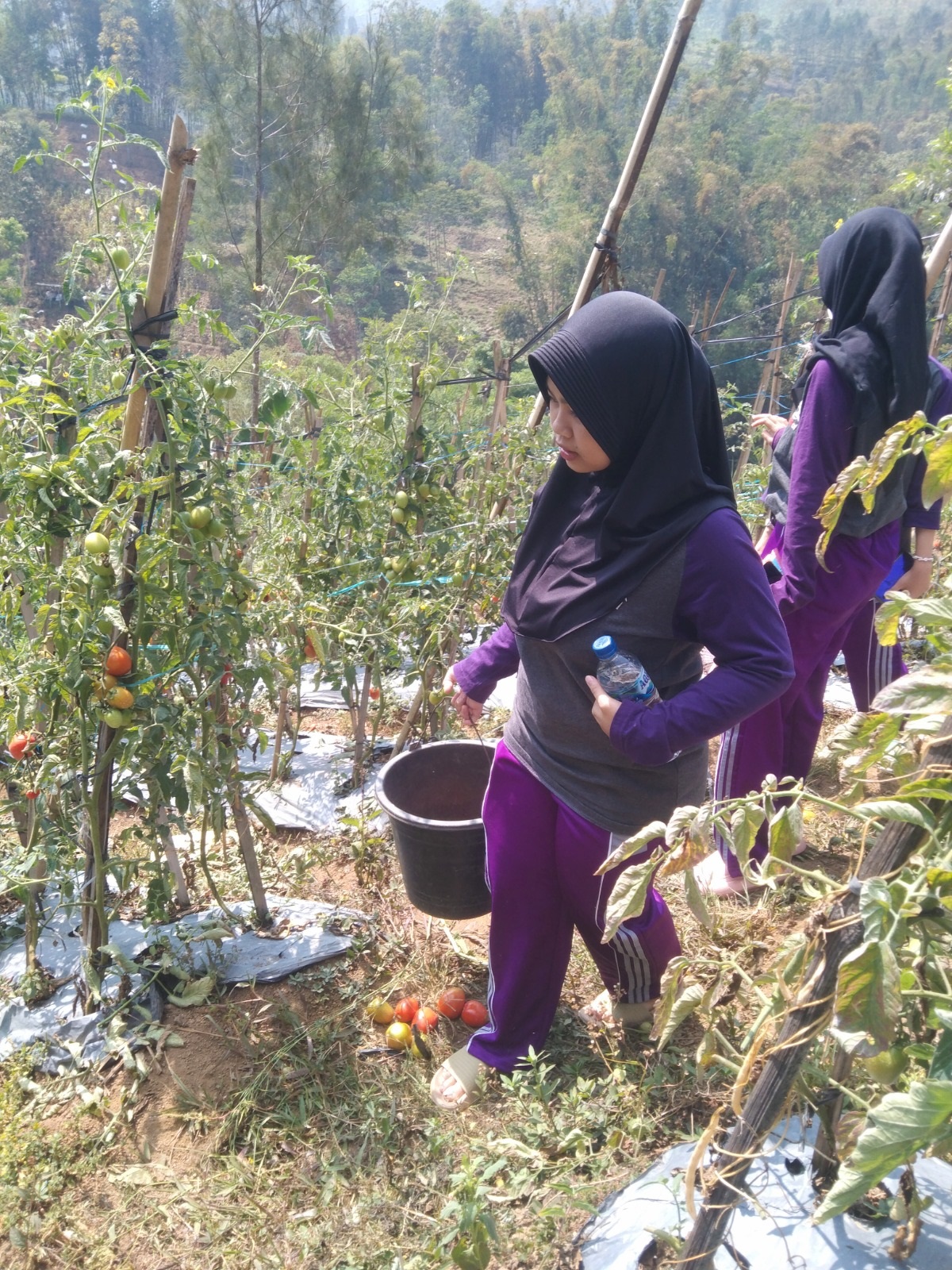 Siswa SMA Brawijaya Smart School Malang berkebun tomat di ladang milik warga Pronojiwo Pasuruan