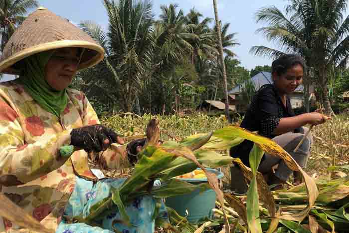 PANEN LAGI: Gabungan kelompok tani Gemah Ripah 3, Dusun Wonokasian Desa Pagedangan Kecamatan Turen, memanen jagung benih kemarin (23/10).
