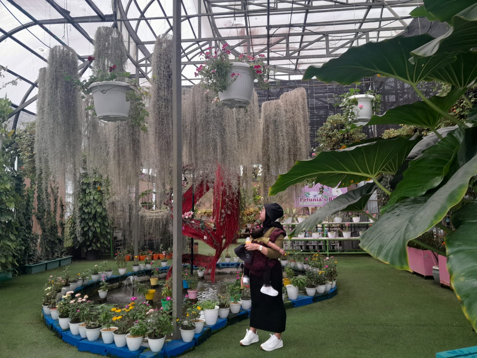 UNIK: Tanaman Jenggot Musa di Batu Love Garden kerap kali menarik perhatian wisatawan yang berkunjung ke sana.