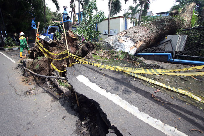 Pohon trembesi tumbang merusak pipa PDAM di Jalan Raya Tlogomas Kota Malang