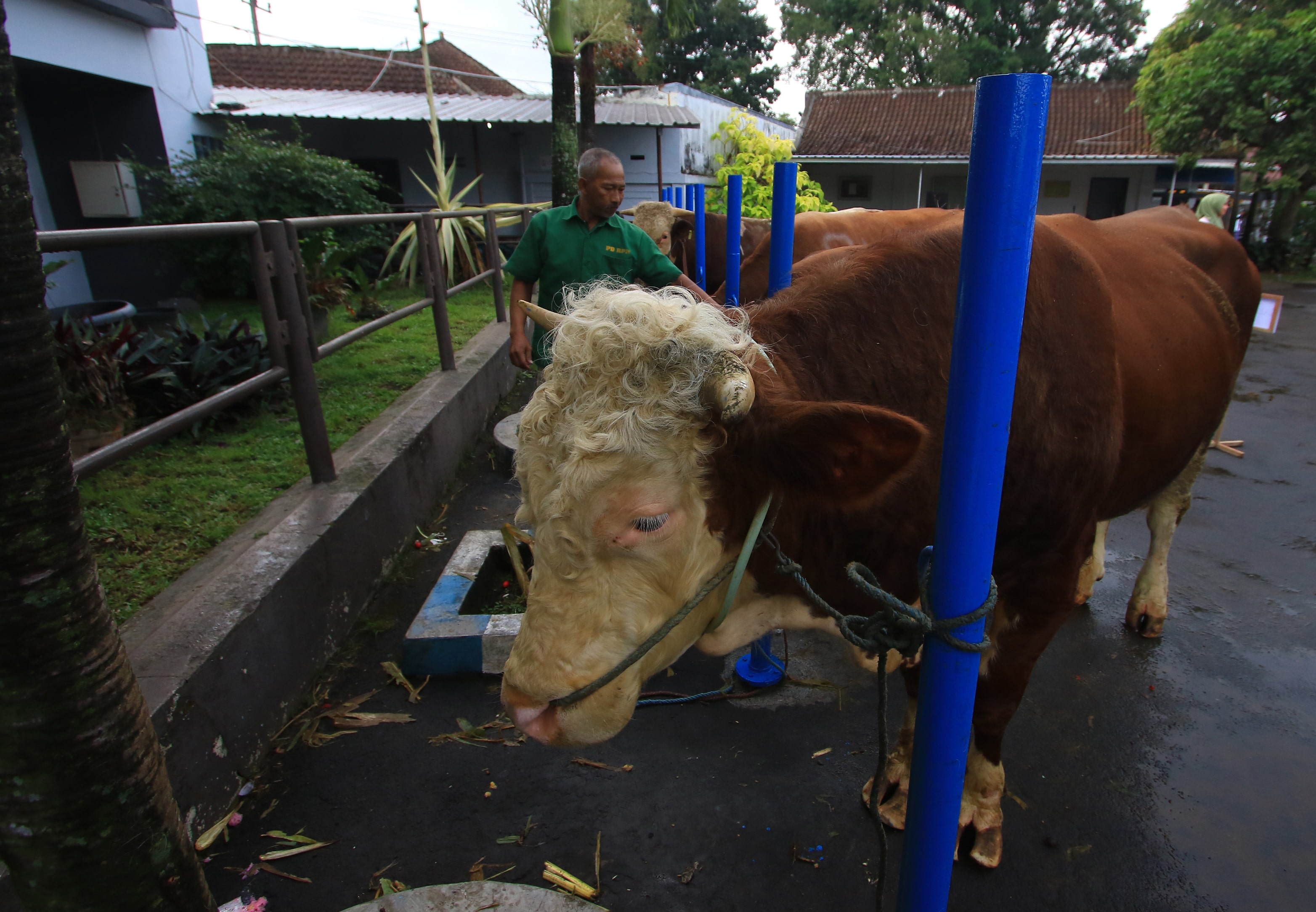UNIT USAHA: Beberapa sapi disiapkan untuk dipotong di RPH kemarin (4/1). Pemotongan hewan merupakan salah satu unit bisnis Perumda Tunas.