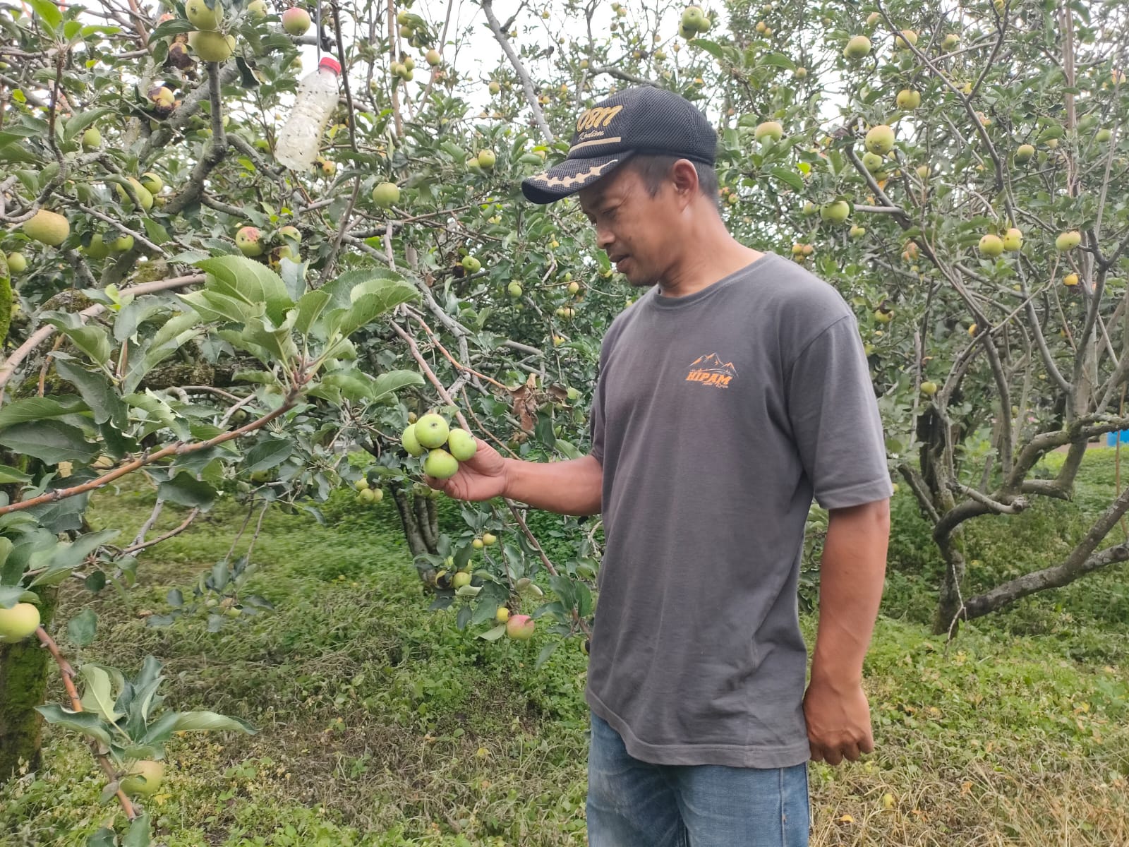 TERANCAM: Tanaman apel di Kota Batu kini terus berkurang karena banyak petani yang mengganti komoditas.