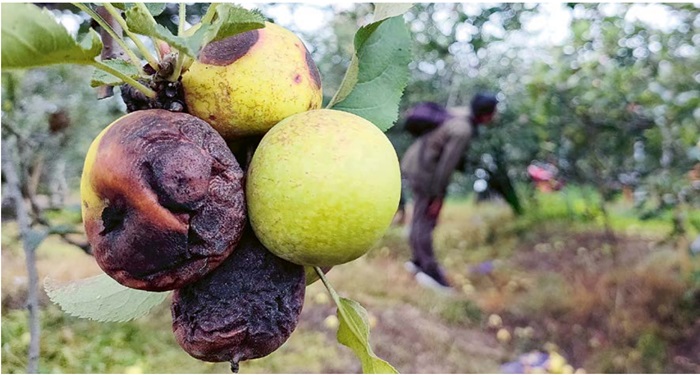 PETANI RUGI: Apel di kebun kawasan Desa Tulungrejo, Kecamatan Bumiaji, Kota Batu rusak. Kulitnya berwarna kecokelatan dan buahnya busuk.