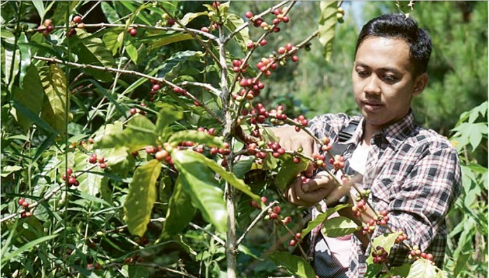 TELATEN: M. Ali Machrus kerap turun ke lapangan untuk memantau kualitas tanaman kopi Lembah Arjuno yang dikembangkan bersama Wonosantri Abadi.