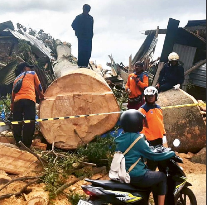 GANGGU LALIN: Petugas dari BPBD Kota Batu mengevakuasi pohon yang tumbang di Jalan Raya Oro-Oro Ombo kemarin (13/3). Akses di jalan tersebut sempat ditutup selama lima jam