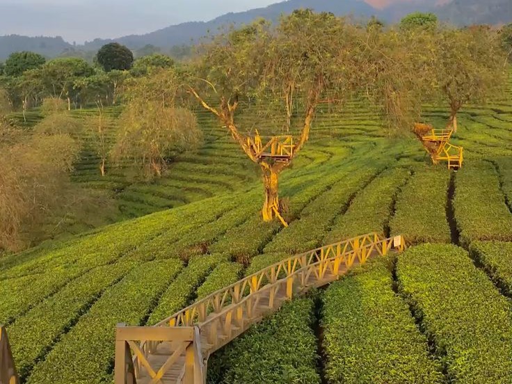 Suasana Kebun Teh Wonosari. (Pinterest)