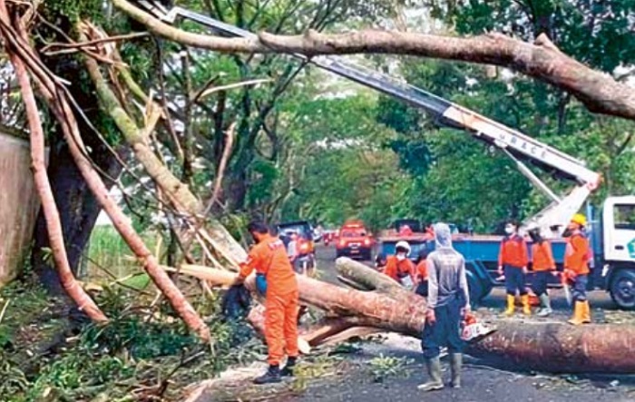ANTISIPASI BENCANA: Petugas dari DLH Kota Malang menebang pohon rawan tumbang di Jalan Ki Ageng Gribig kemarin.