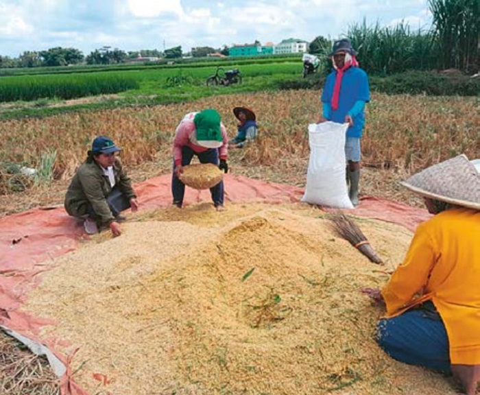 GILING DI SAWAH: Sejumlah buruh tani dan petani memanen padi di areal persawahan di Kecamatan Gondanglegi kemarin.