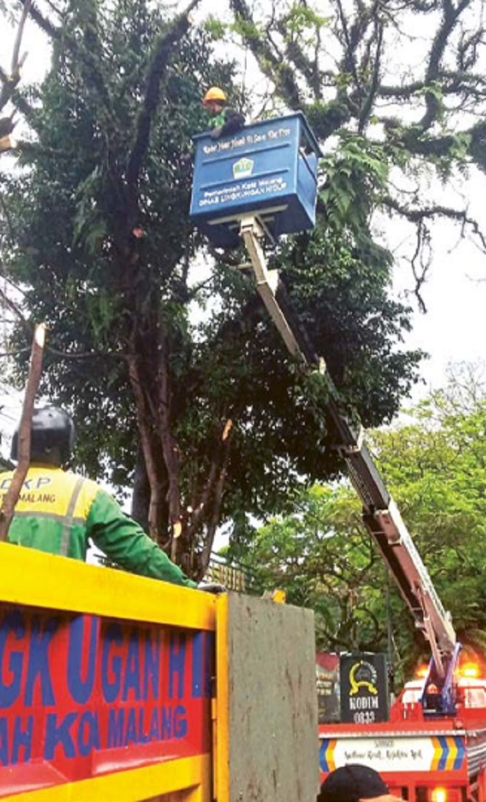 ANTISIPASI: Petugas DLH mengepras pohon di Jalan Kahuripan, Kecamatan Klojen, kemarin. Total sudah ada 59 pohon yang dirapikan dalam waktu 17 hari.