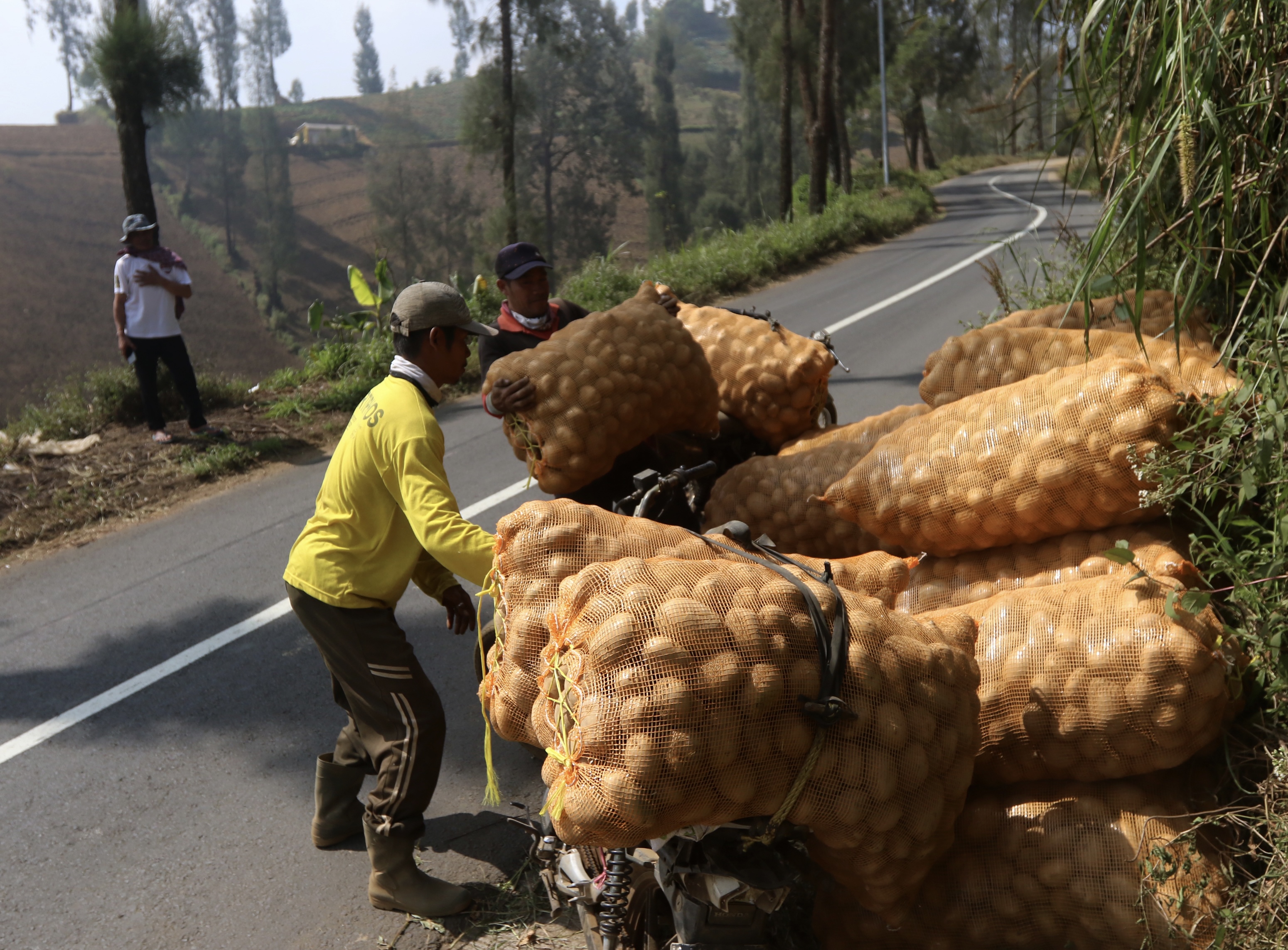 Kentang Ngadas, - Darmono (1)