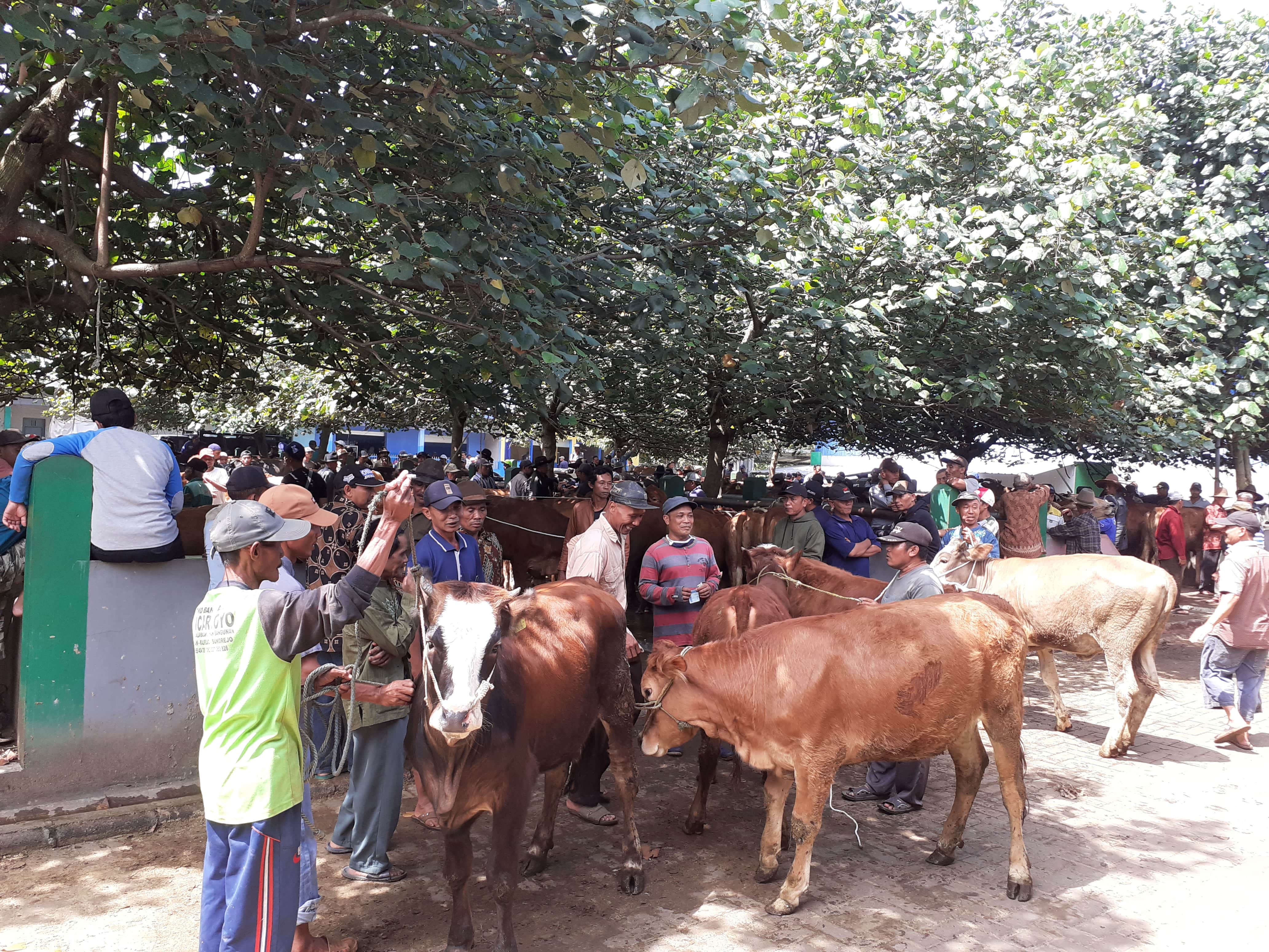 MULAI RAMAI: Pasar hewan di Singosari kebanjiran pembeli kemarin (26/4). Rata-rata mereka mencari hewan untuk kurban Hari Raya Idul Adha.