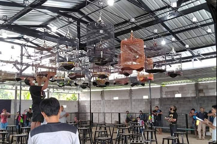 Gantangan kicau mania di Karangploso Malang