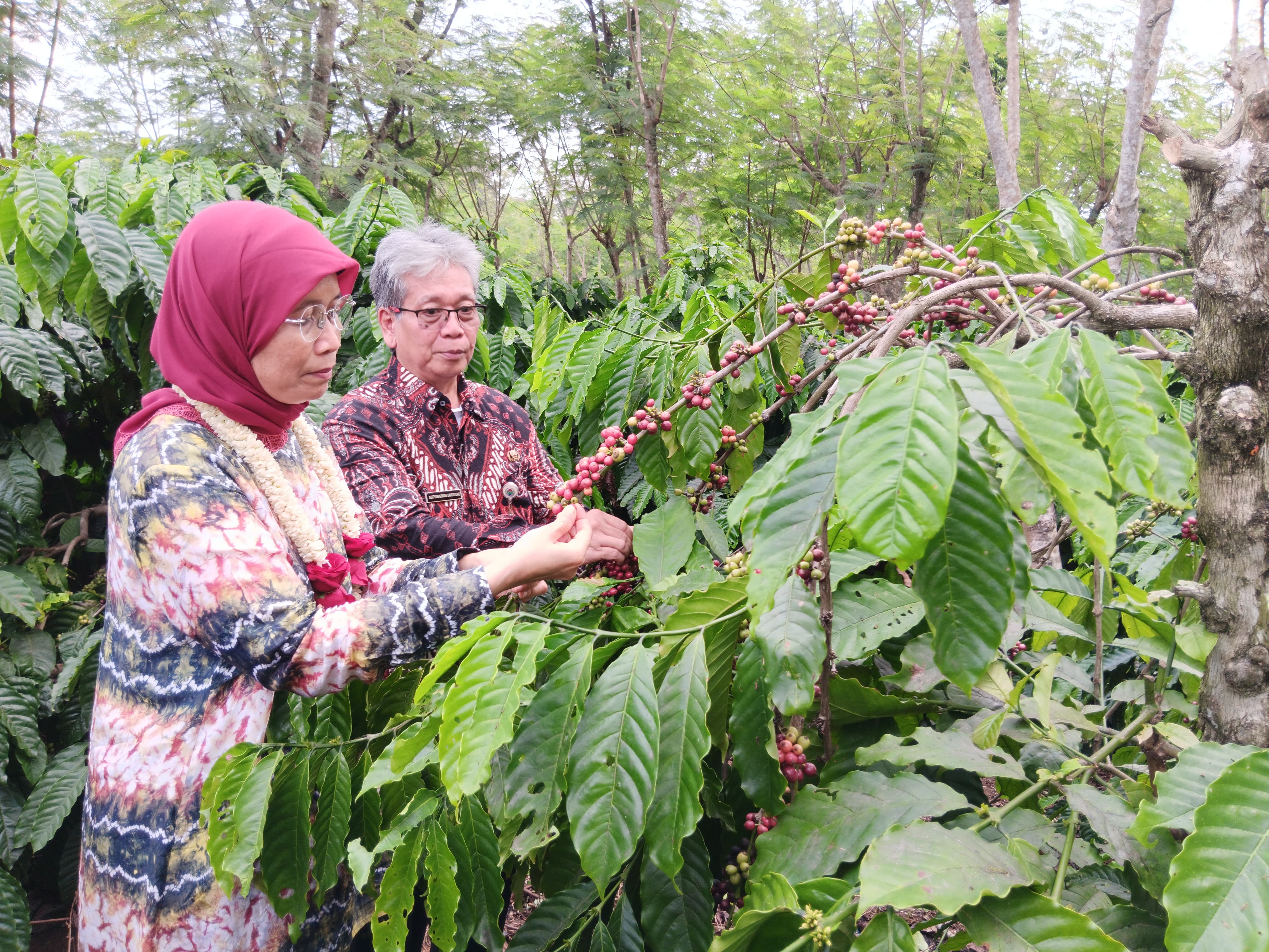 Petani di Kabupaten Malang memetik kopi saat masa panen