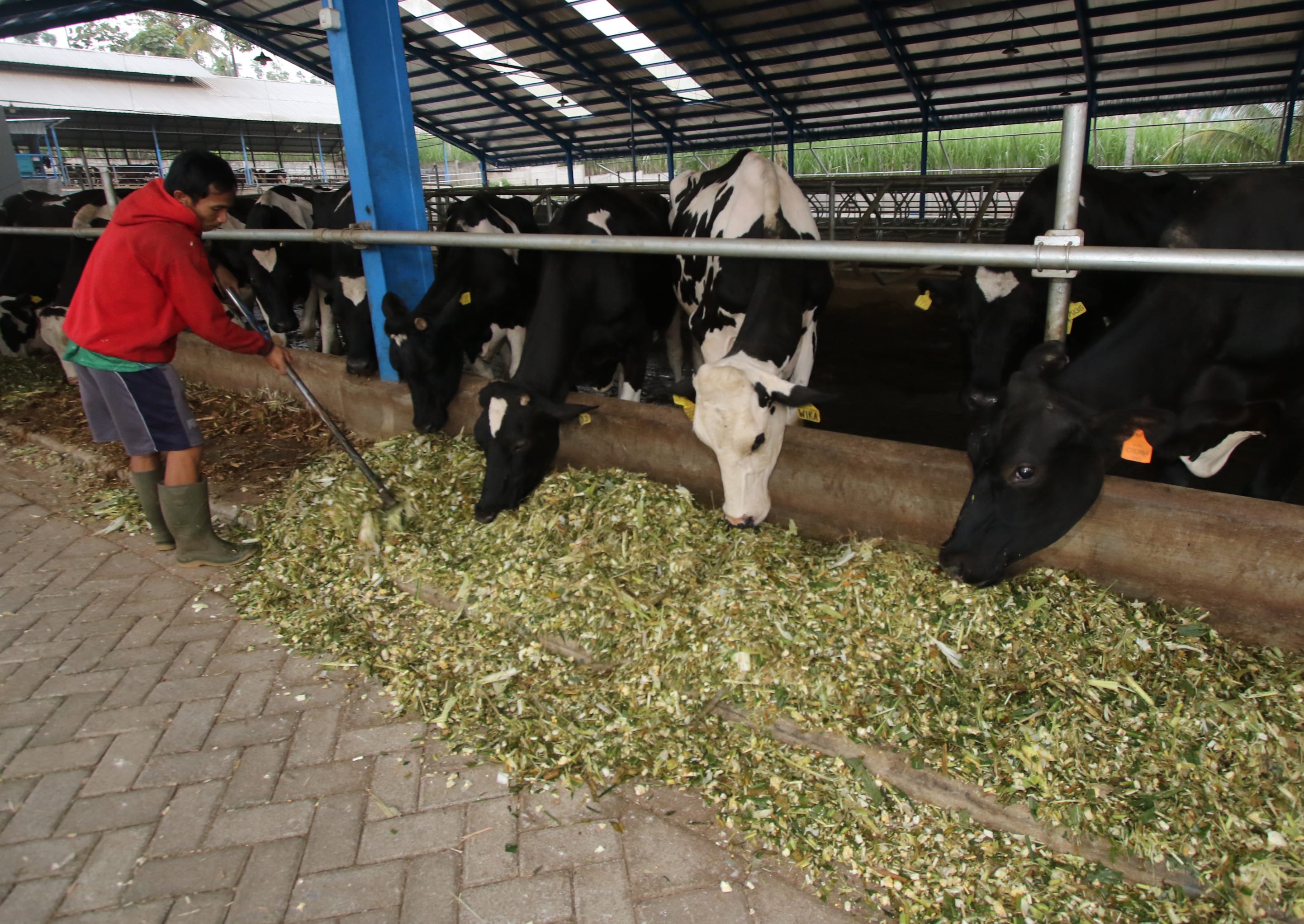 CEGAH KRISIS: Seorang pekerja menyiapkan pakan di peternakan sapi area Koperasi Agro Niaga (KAN) Jabung